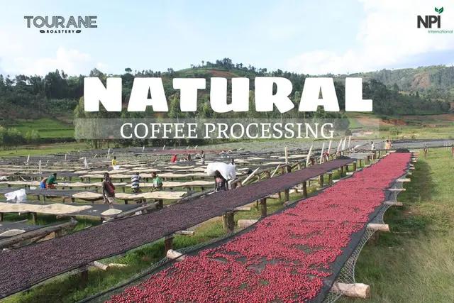 NATURAL PROCESS - HÀNH TRÌNH CỦA HƯƠNG VỊ